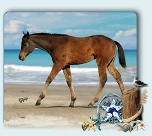 Foal