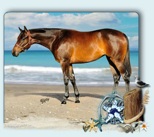 Foal