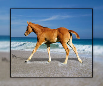 FOAL NAME: Pebbles