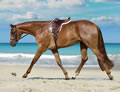 sandy01