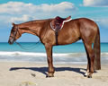 sandy02