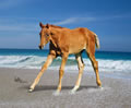 sandy04