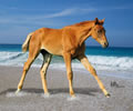 sandy06