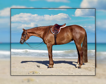 Sandy