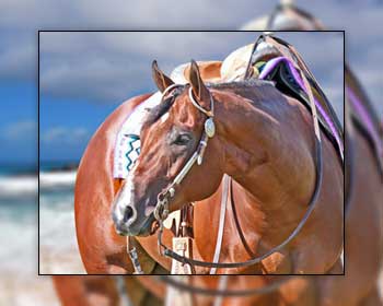 horse